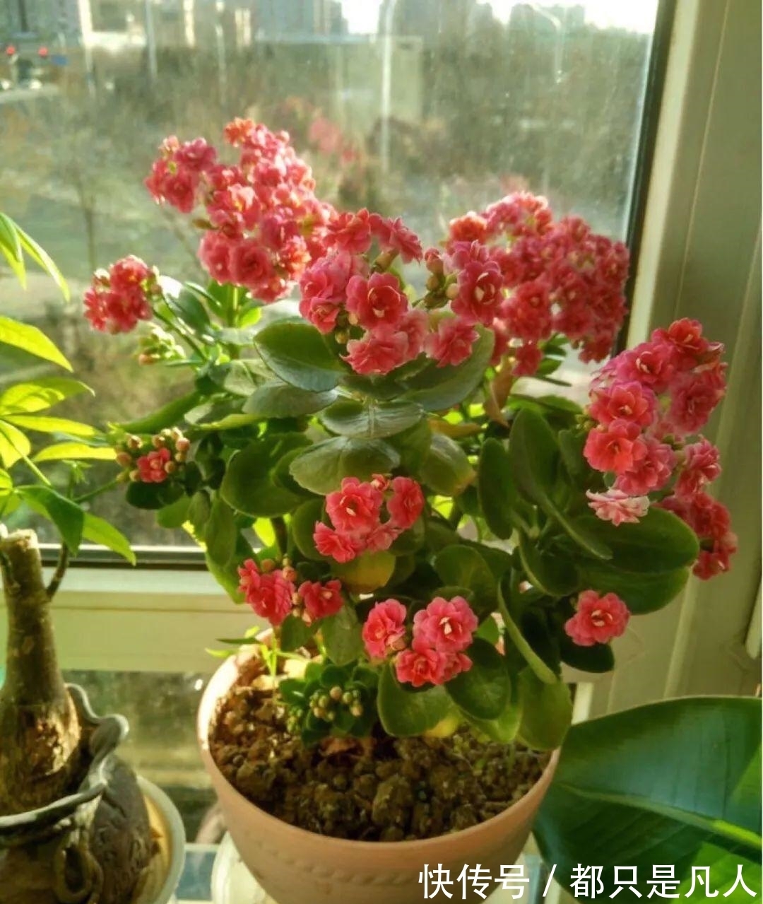 “寿命长”的10种花,寓意好,格调高,老人见了眉开眼笑!