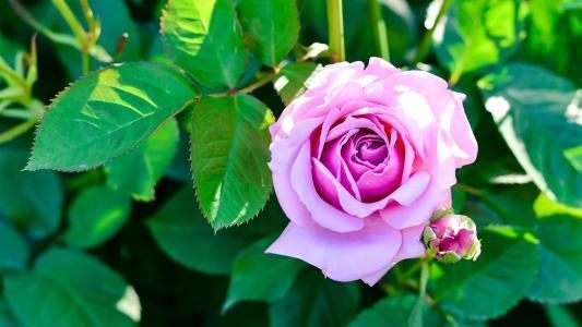 此花是花中帕夫洛娃,是圣神之花让人深深敬畏,高尚靓丽!