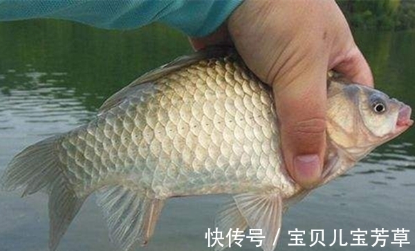 长竿|冬季钓鱼,动态诱鱼不可少,想收获大板鲫,试试民间这些特色钓法