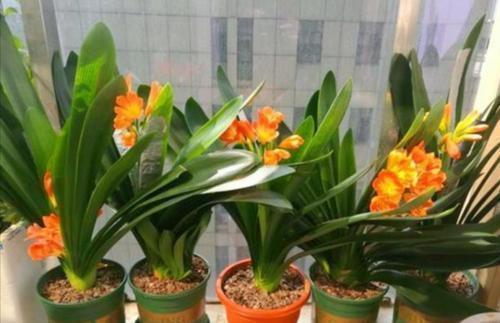 君子兰|天热了,君子兰有“3怕1喜”,了解掌握才能安全度夏,新手别忽视