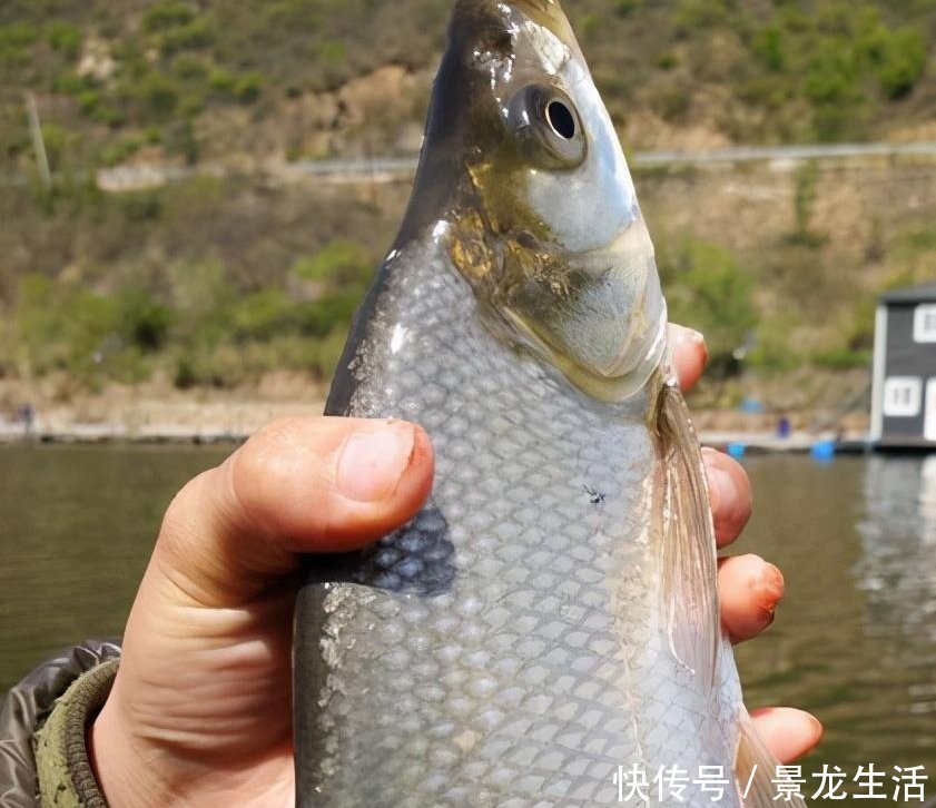 听觉|钓鱼时不能大声说话,声音会把鱼吓跑,鱼真能听到人说话吗?