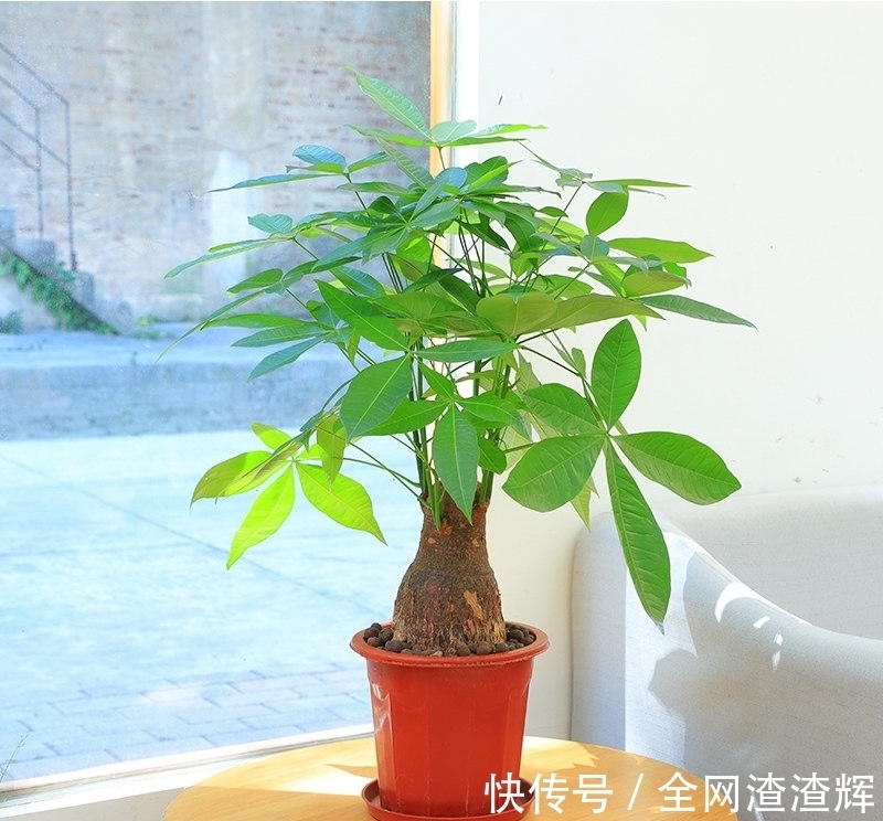 小发财树头养不到半年,真正的原因在这里,不要告诉别人是我说的