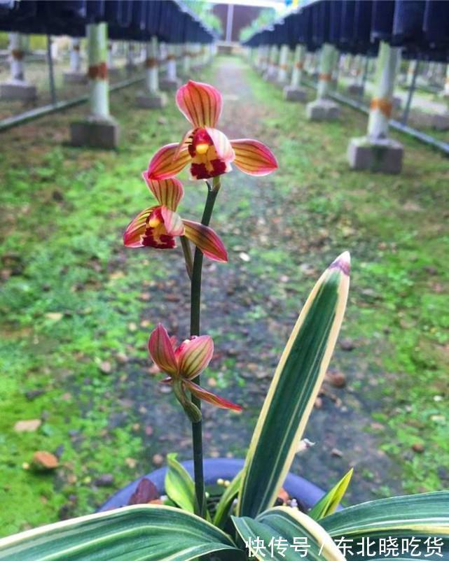 曾价值20万1苗,正格荷瓣,叶片带艺,花艺双绝,带你认识红神荷