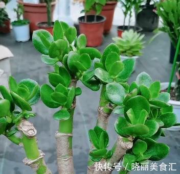 玉树的叶片被冻伤以后,应该怎么处理