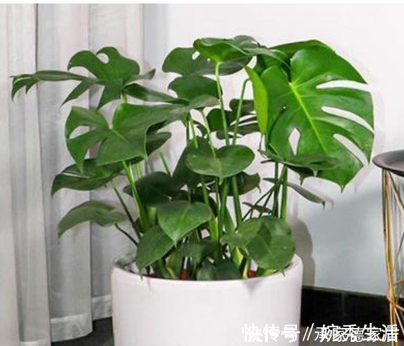 幸福树幸福树|阳台养花就选4种，沾点水就疯长，开花勤还爱爆盆，美