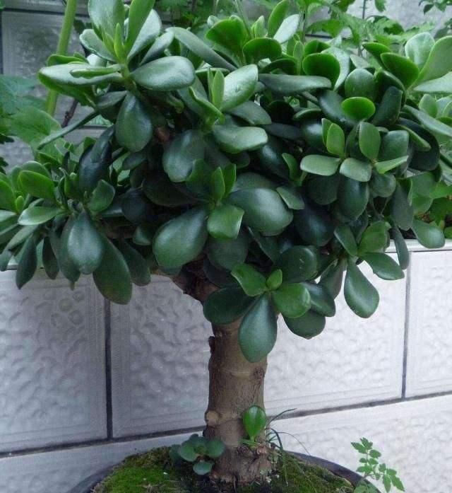 适宜客厅养的3种耐旱花,30天浇一次,茎壮花爆盆,叶子巴掌大