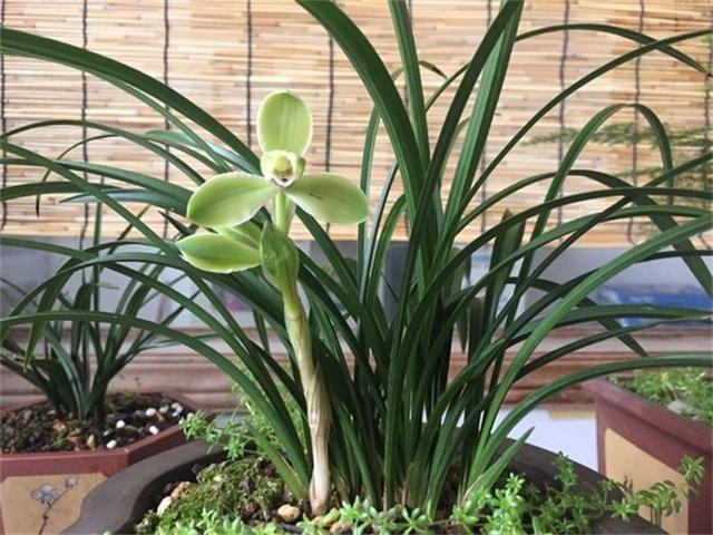 缺水|老花农说兰花这样浇,简单粗暴,保证10年不烂根,非常使用