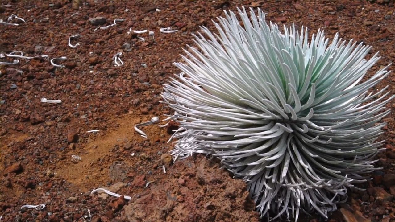国家公园|全球最奇特的花，每六十年开花一次，已被列为珍稀物种