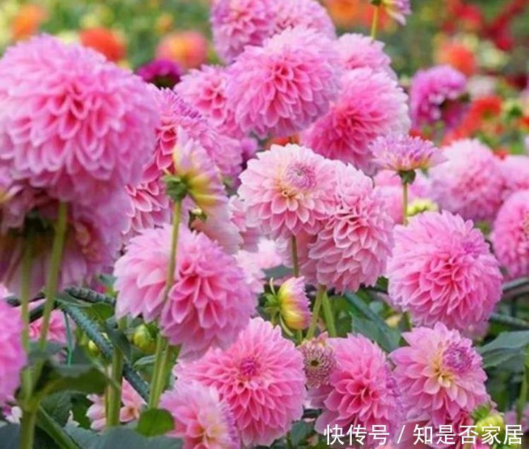 3种花开花量特别大,开完剪、剪完开,一开就是几百朵