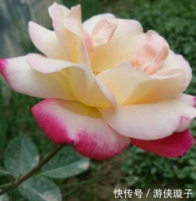 有机肥|月季花为什么开花越来越浅,颜色越来越淡,3个原因区分对待