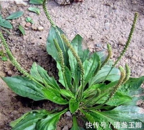 花序|自然界中有些植物的“花序”为什么不尽相同，其中有什么秘密？