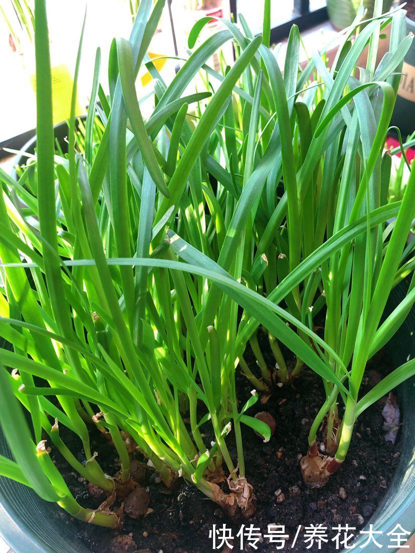 常吃4种蔬菜,能改善便秘状况,比吃药还管用