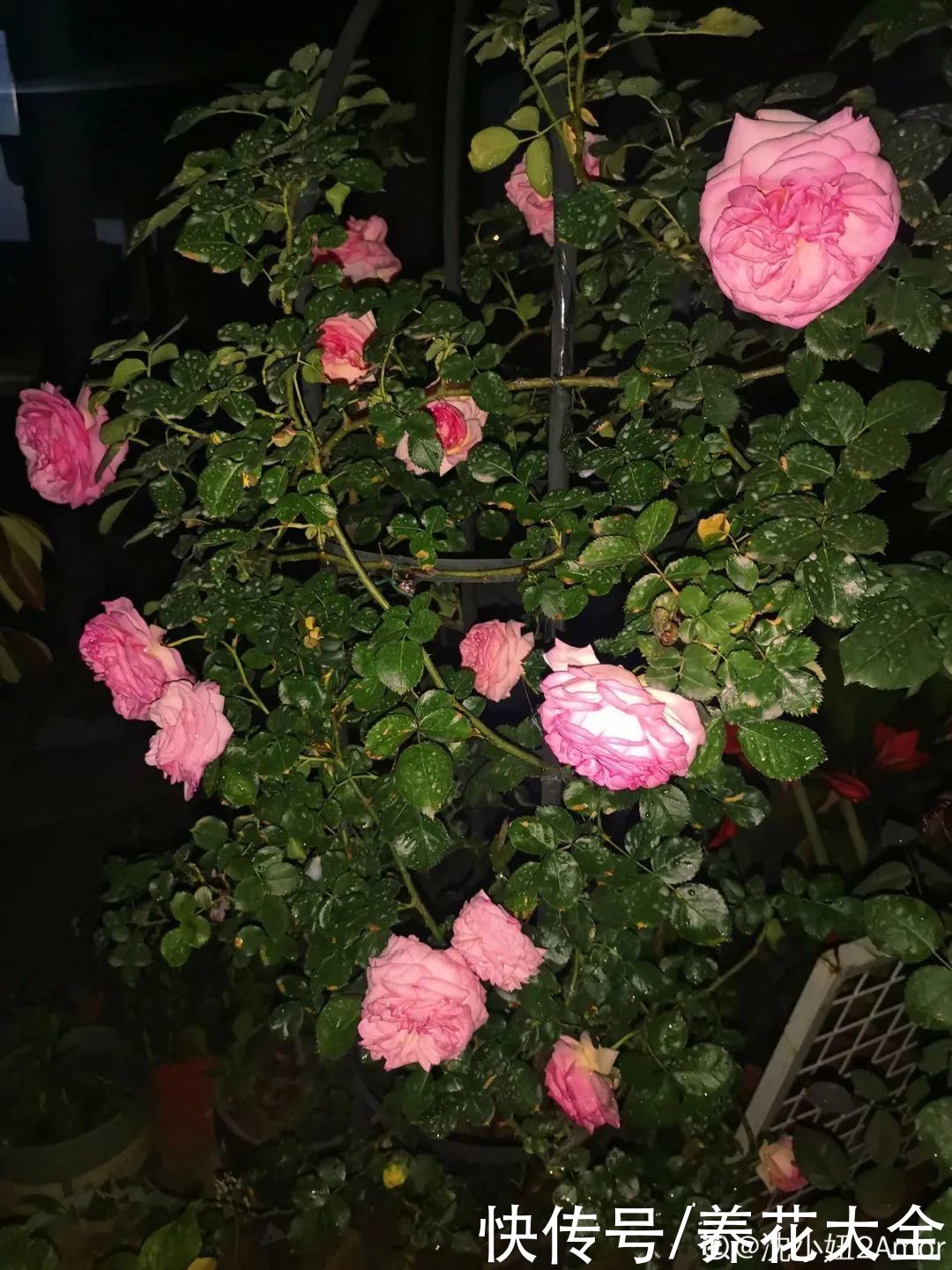 花苞|天热了，20种花最怕浇水，浇得越多，死得越快