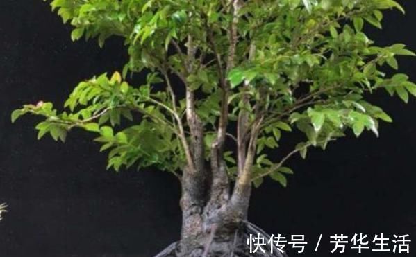 堪称我国最好养的盆景，不仅比牡丹大气，而且美观寓意好