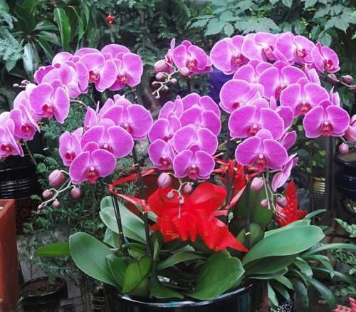 多菌灵粉|蝴蝶兰的养护方法,花大色艳,开出的花朵超漂亮