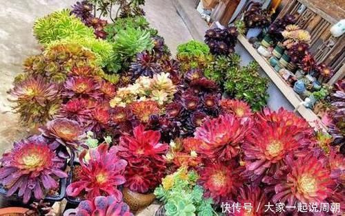 色贼|砰砰疯长的多肉植物,该如何养出好状态用它补水上色贼快