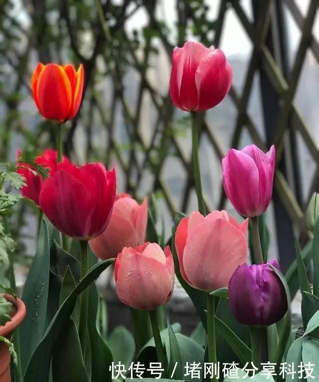 露台|两个孩子的妈妈,利用空闲时间,在露台打造出一片花的海洋