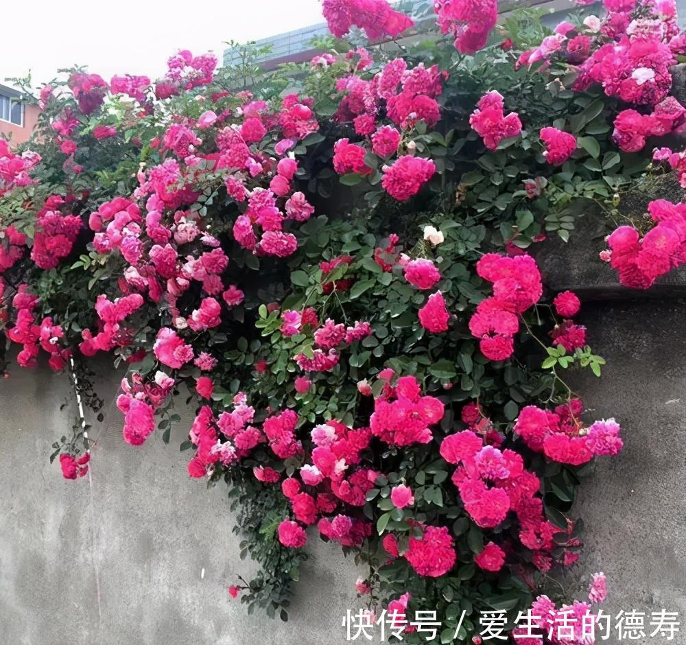 甜蜜红木香|7月逛花市,遇到3种花赶紧带回家,长势旺开花美,绽放整个夏天