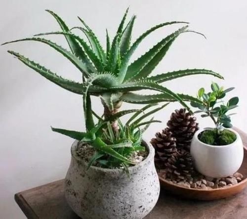 根茎|芦荟喜光畏寒怕涝,如何盆栽成老桩?养护专家告诉你