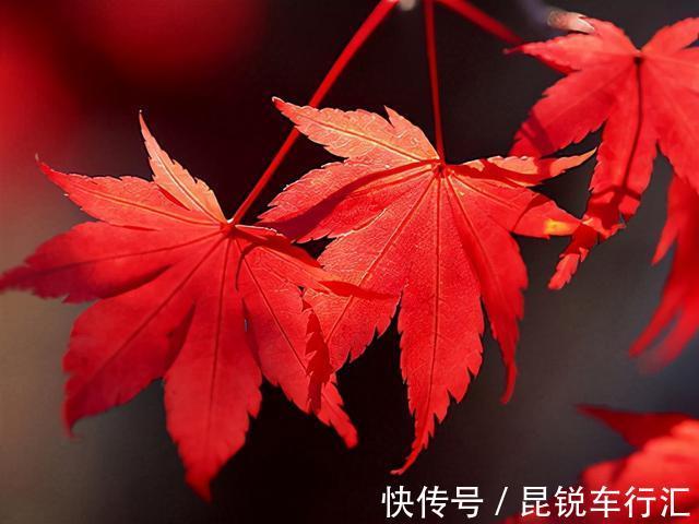 院子里有空地就种这“三种树”,没地挤挤也要种,寓意深远还旺家