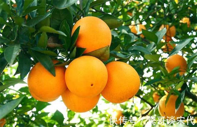 桑树果|聪明的人爱吃三种食物,排出毒素、延缓衰老,爱吃就赚了!