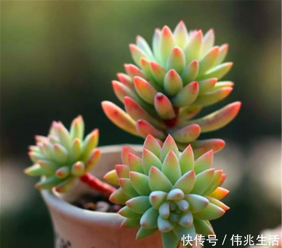 杆子|千佛手养护有2怕,难怪叶片干瘪杆子歪,学会了饱满晶莹端正挺拔