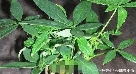 塑料袋太多，很烦人？别烦，用它来养花，养1盆旺1盆，真的很好