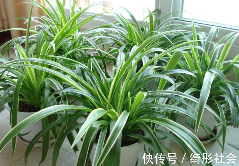 金边吊兰|夏天养金边吊兰，勤喷它，匍匐茎猛窜不停，1个月就长成瀑布