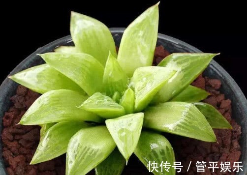 多肉水晶寿怎么养教你3个小妙招,养出饱满透明般的水晶寿