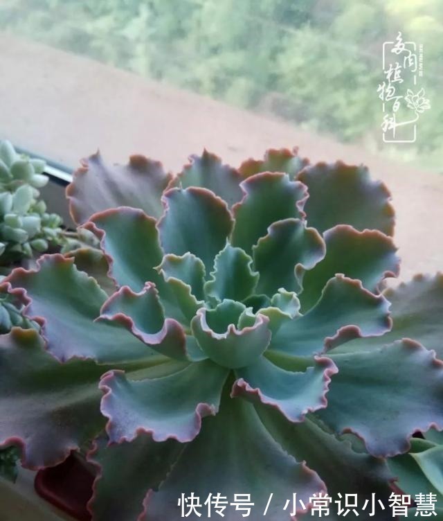 欧紫|我是多肉飘窗党,我来晚了!我是多肉飘窗党,我来晚了!