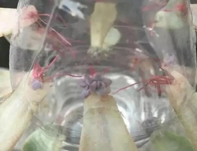 “塑料瓶”竟是养花神器，学会“4种”用法，一生受用、养花旺