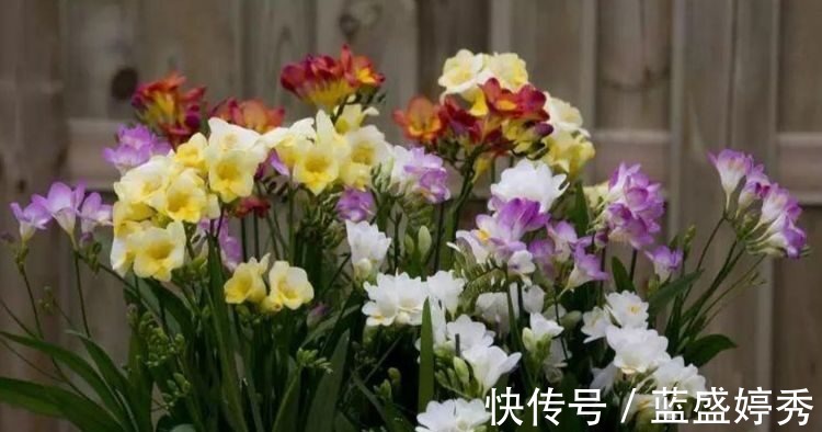 蝴蝶兰|5种花很喜庆喜,摆放客厅很合适,开花漂亮颜值高!