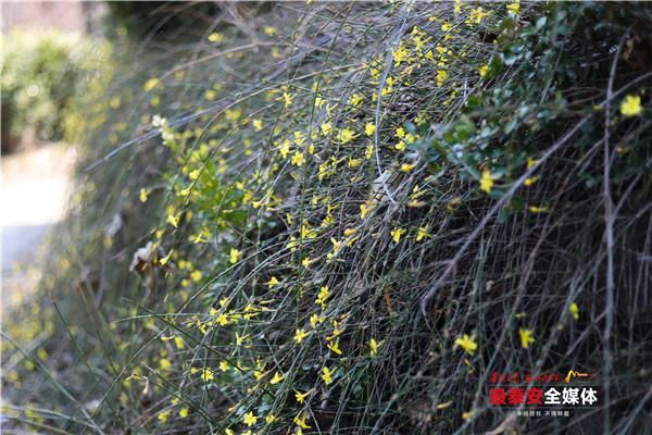 老年|环山路旁迎春绽 飘逸花瀑醉游人