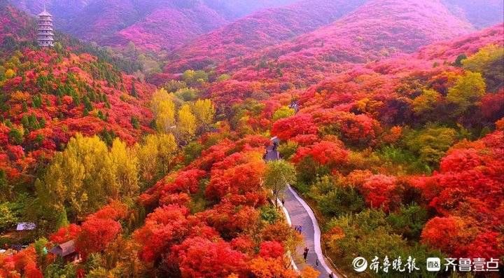 周青先|霜降秋高气爽，济南红叶谷红遍山谷