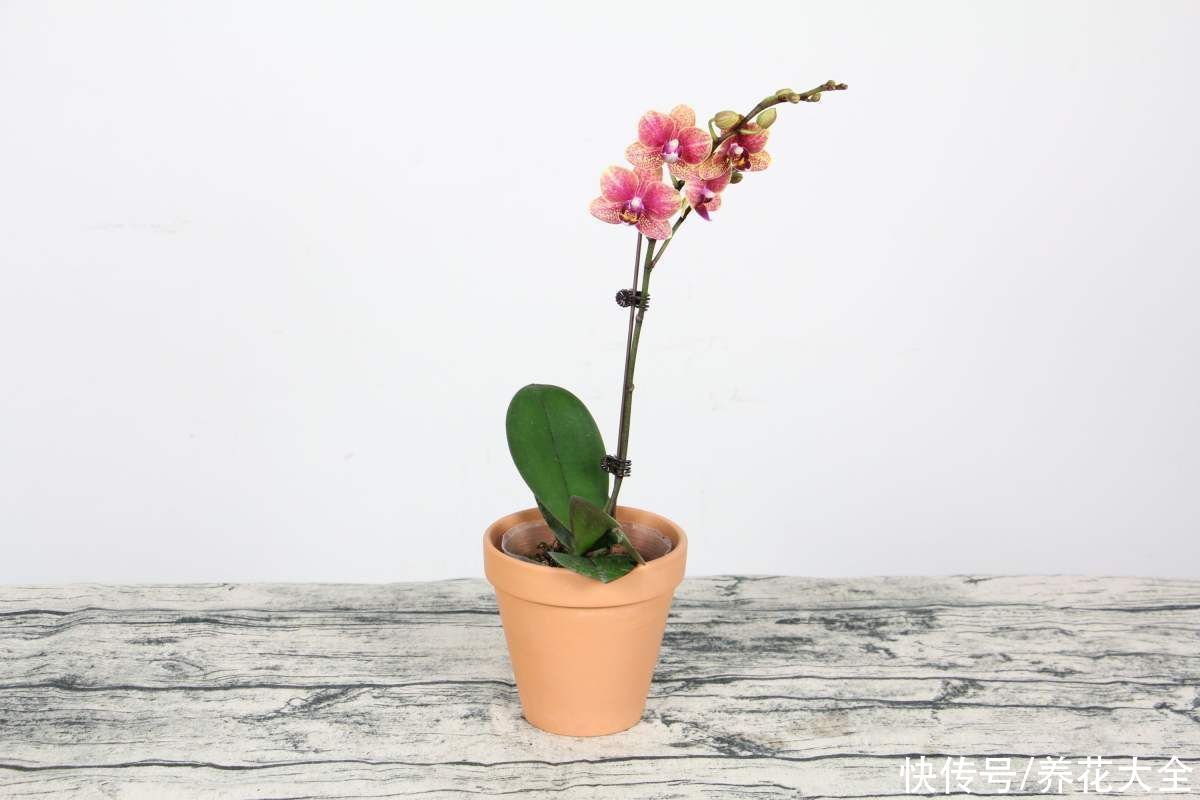 施肥|蝴蝶兰长势不旺？正确的浇水方法，你了解吗？