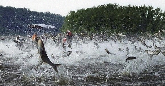 亚洲|亚洲鲤鱼泛滥全世界,在美国胖成100斤,中国吃货:成精了吧