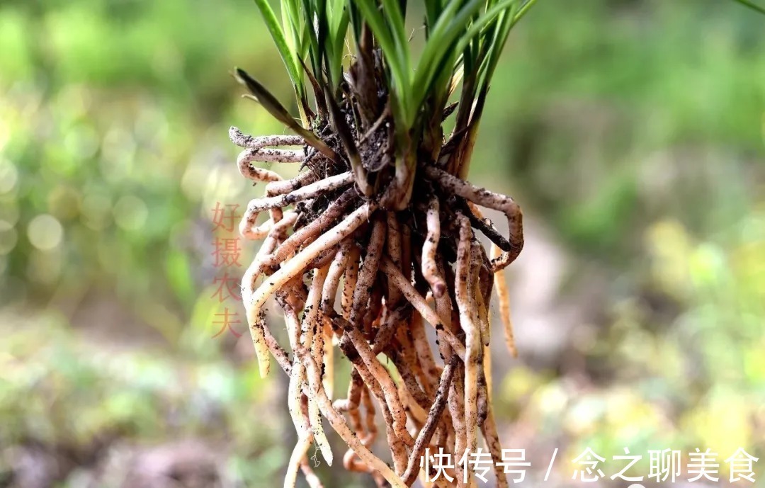 梅雨季节|梅雨季节室外养兰花,如何有效避免烂根?这个技巧值得收藏