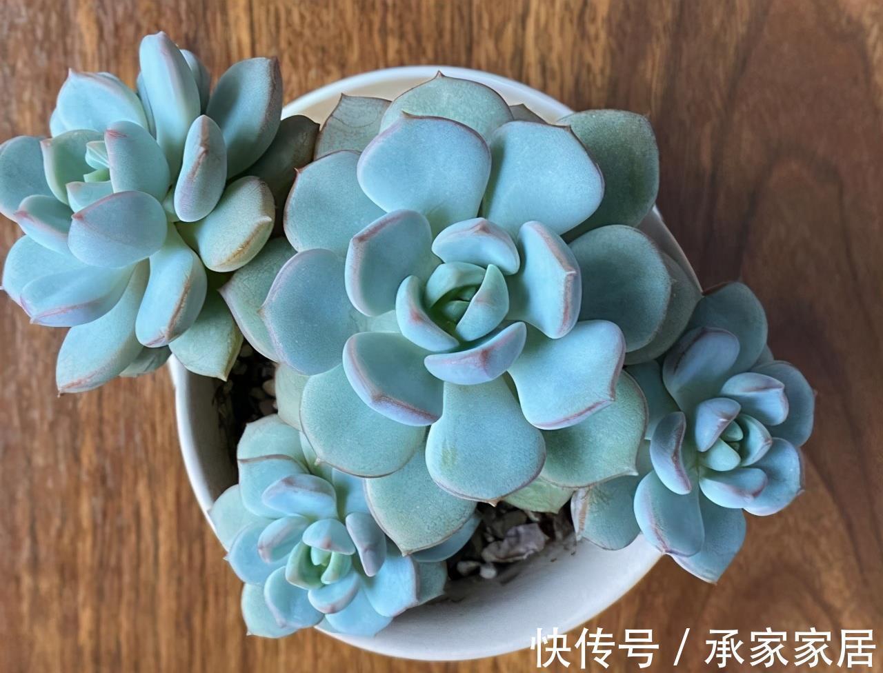 颜色|蜜桃格林，阳台上控养效果很明显的多肉，叶片短而圆，颜色粉嫩