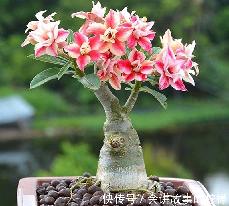 长寿花|5种“漂亮花”，喜欢毒日头，晒晒太阳，直接爆花快