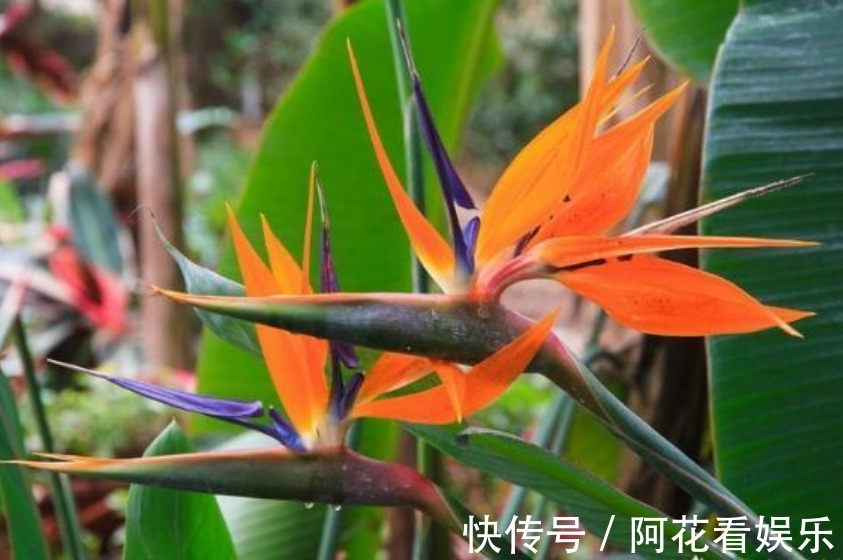 4种花，最适合养客厅，高贵优雅、上档次，开花还特漂亮！