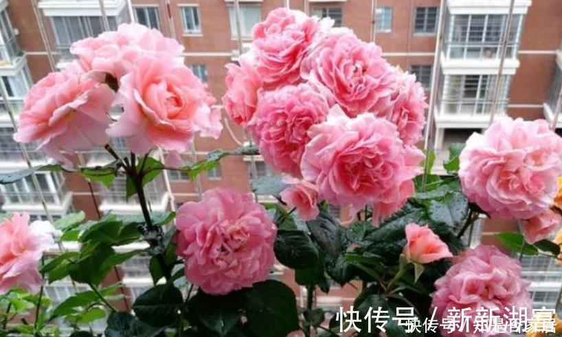 漂亮|4种花便宜漂亮又好养，10元买两盆，两月变成一阳台，天天有花赏