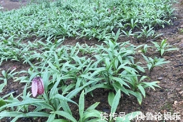 老伯|农民伯伯只拿它来种植卖钱，却不知道它还有这层药用价值！