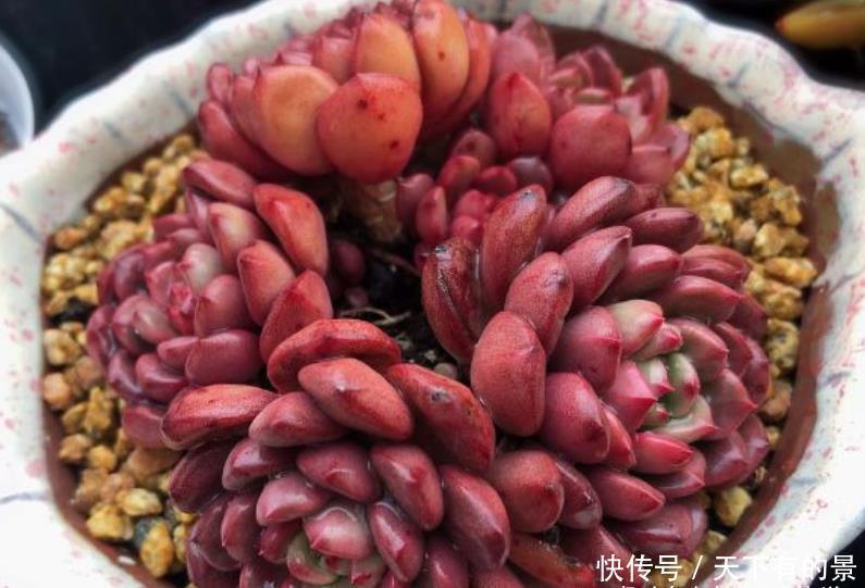 肉友|红宝石一直长花箭是咋回事？甭理它，它就是多肉植物中的“骡子”