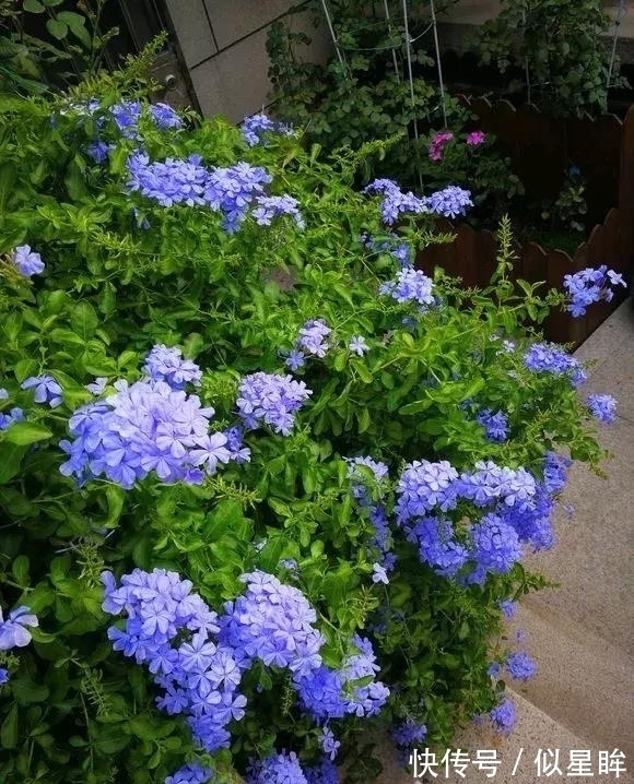 2种花不怕热,越热越开花,一开200多天,现在种1个月就开爆!