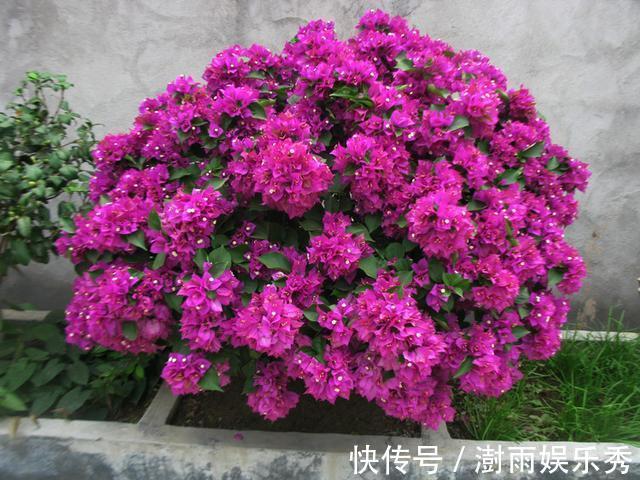 分枝|五一之后,5种“漂亮花”,开完赶紧剪,剪的越狠,下一茬花越多