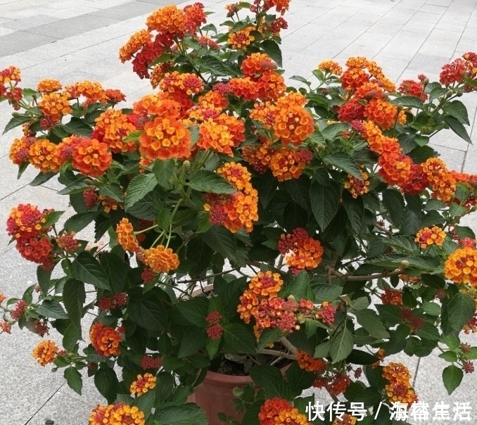 名字|4种花给点水就呼呼长,不仅名字好听,花也超美,谁养谁喜欢