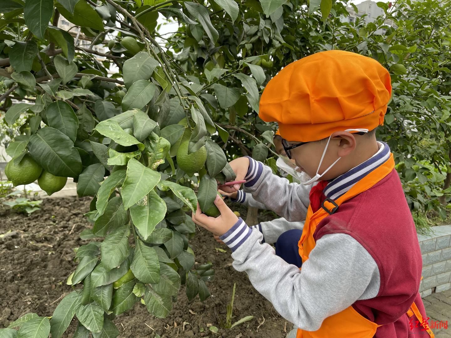 中小学生|现在娃娃连葱葱蒜苗都分不清？成都这些娃娃可能表示“不服”