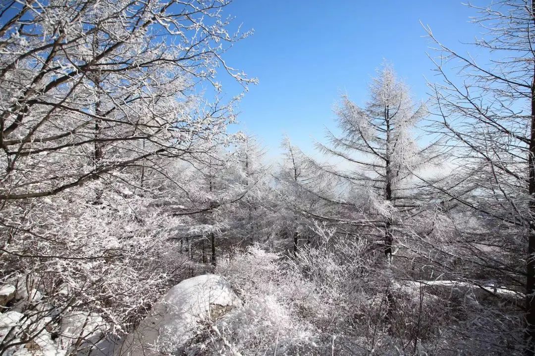 青岛崂山巨峰再现雾凇奇观！