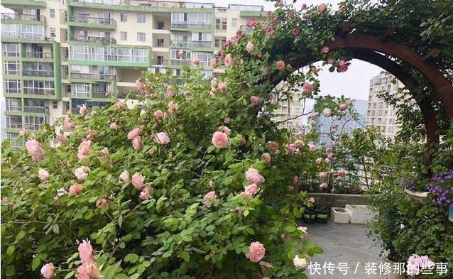 露台|有露台就种这三种花,生长速度快,遮阳好养漂亮,花儿开成瀑布