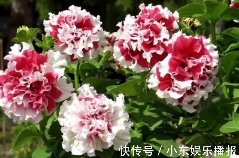 福旺运旺财|4种花养家里，福旺运旺财更旺，比牡丹还美，年年开花美翻